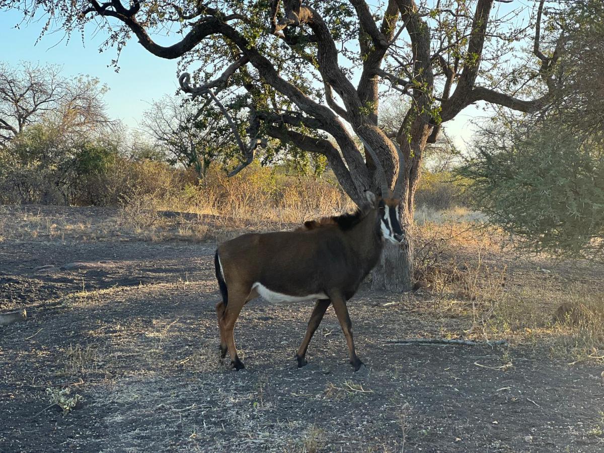 Simba Safaris African Pride Exotic Lodge Lephalale Екстер'єр фото