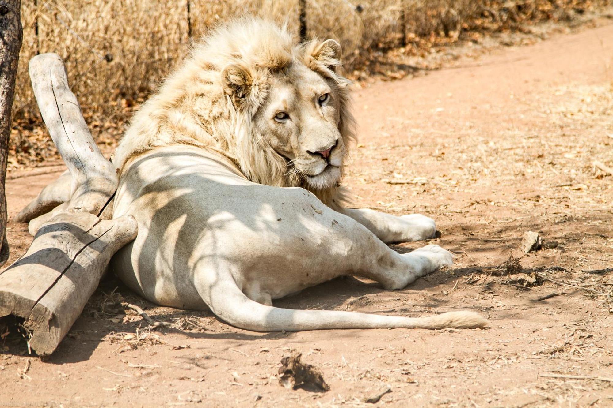 Simba Safaris African Pride Exotic Lodge Lephalale Екстер'єр фото