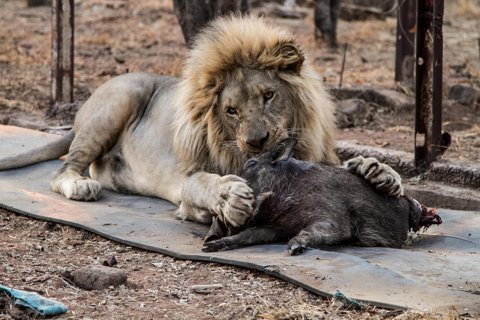 Simba Safaris African Pride Exotic Lodge Lephalale Екстер'єр фото