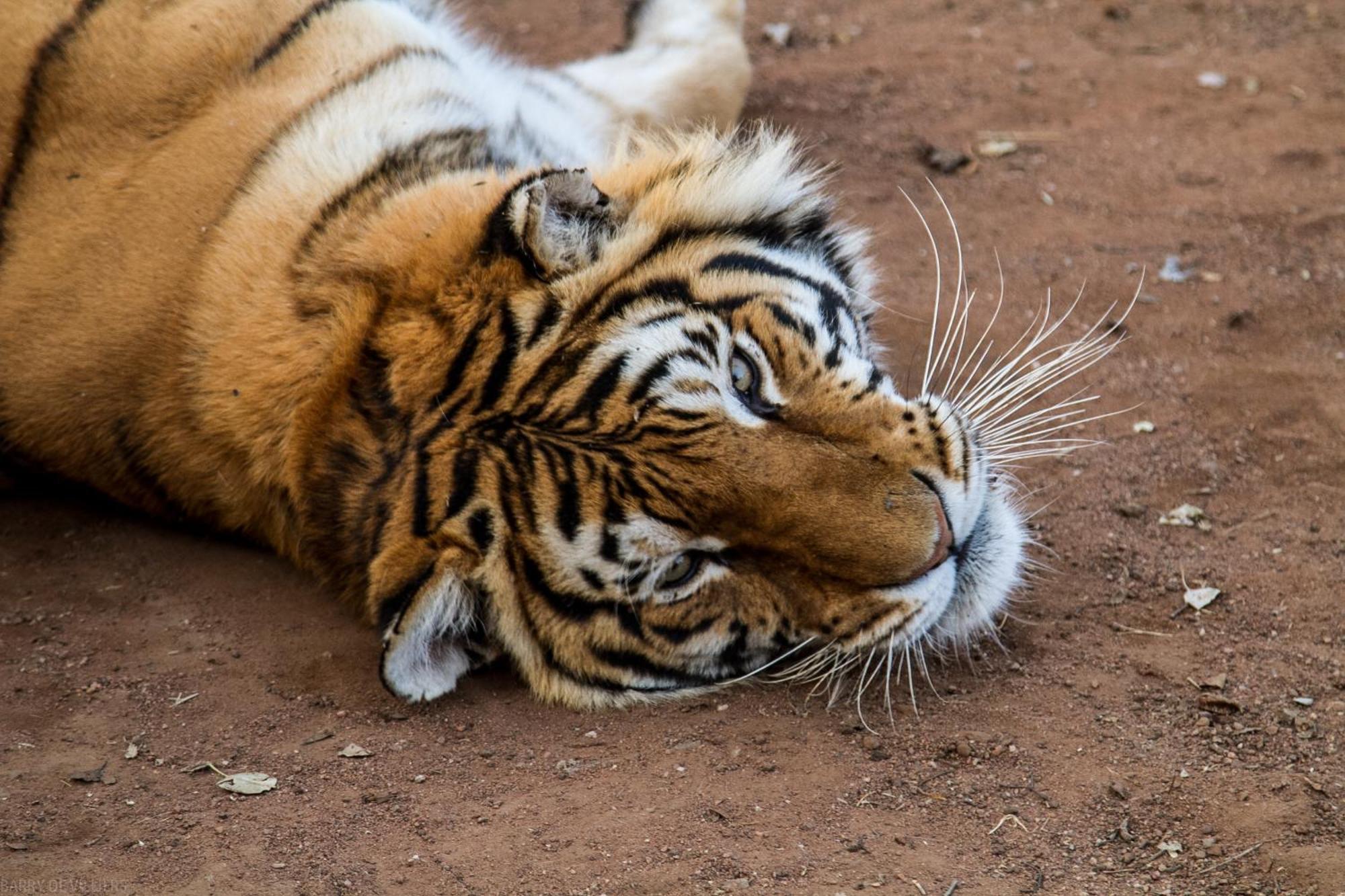 Simba Safaris African Pride Exotic Lodge Lephalale Екстер'єр фото