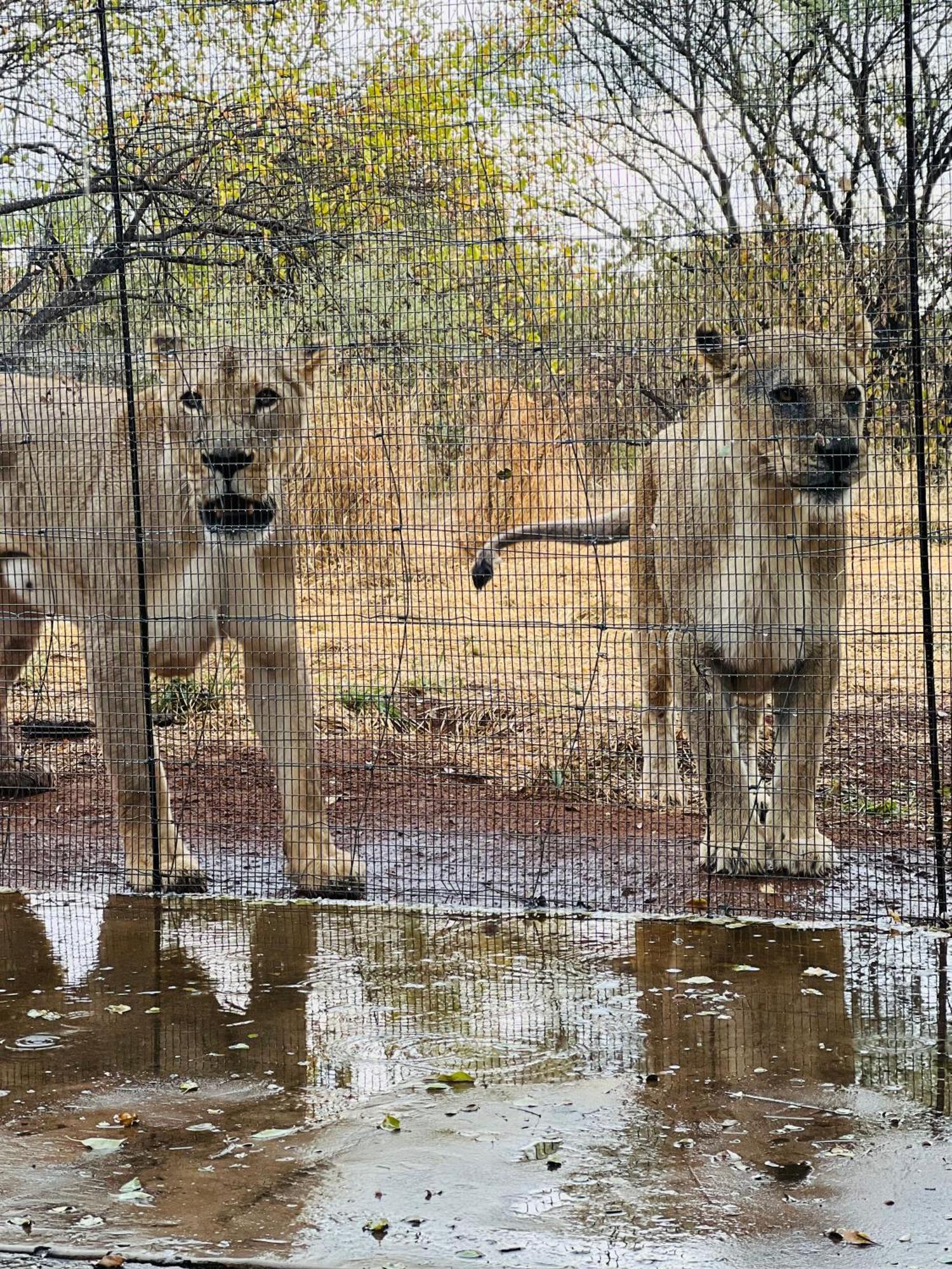 Simba Safaris African Pride Exotic Lodge Lephalale Екстер'єр фото