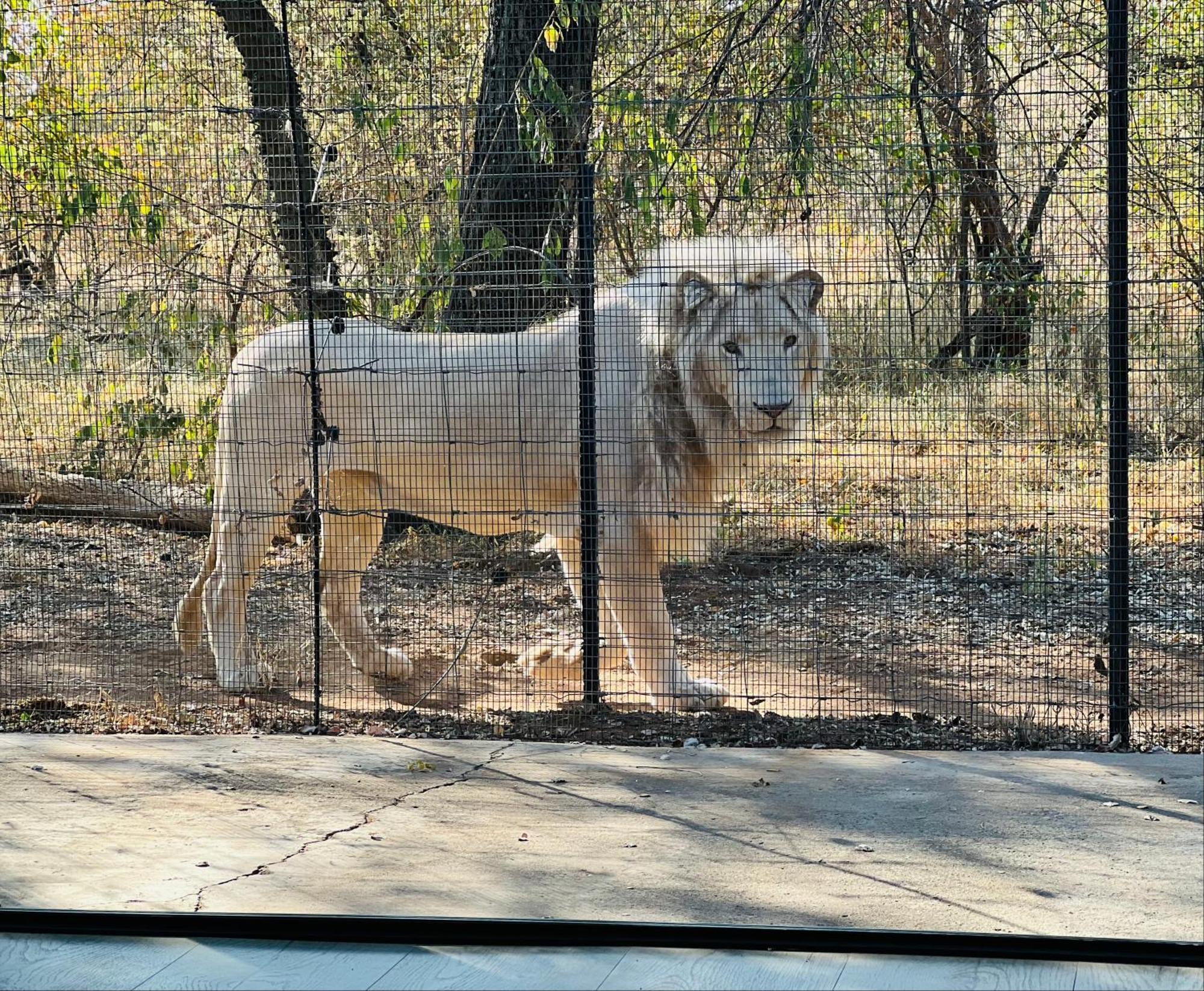 Simba Safaris African Pride Exotic Lodge Lephalale Екстер'єр фото