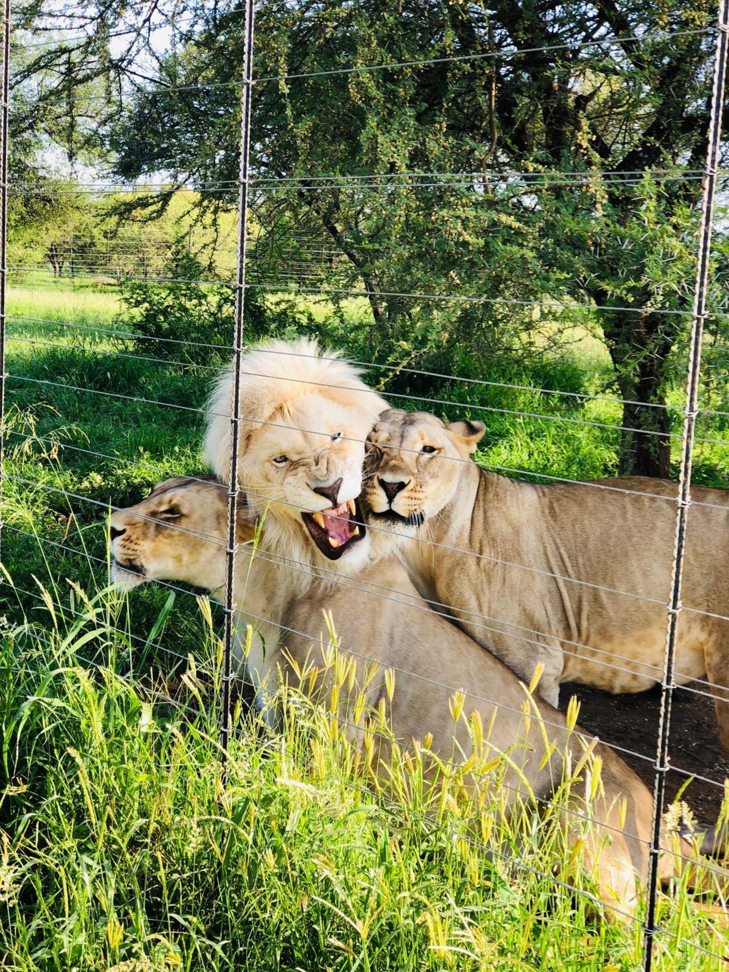 Simba Safaris African Pride Exotic Lodge Lephalale Екстер'єр фото