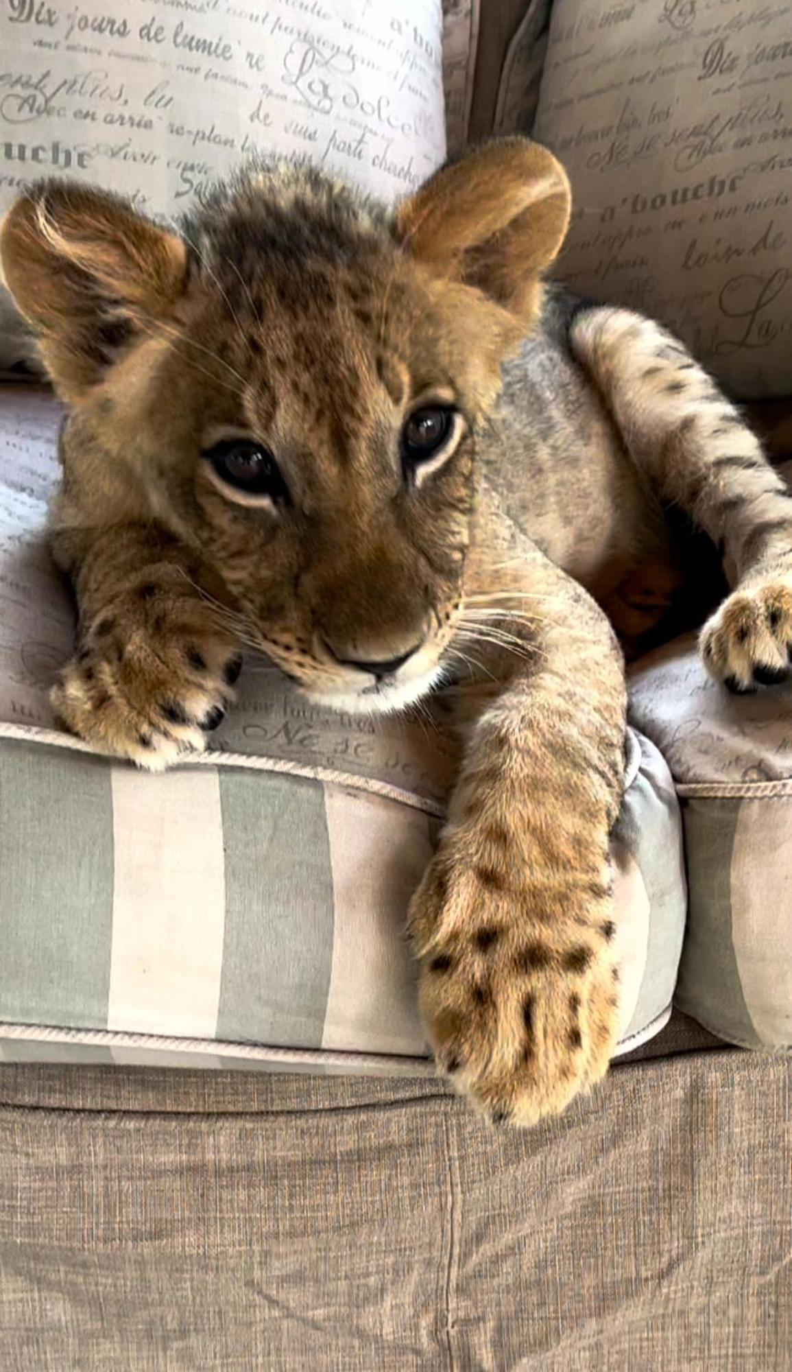 Simba Safaris African Pride Exotic Lodge Lephalale Екстер'єр фото