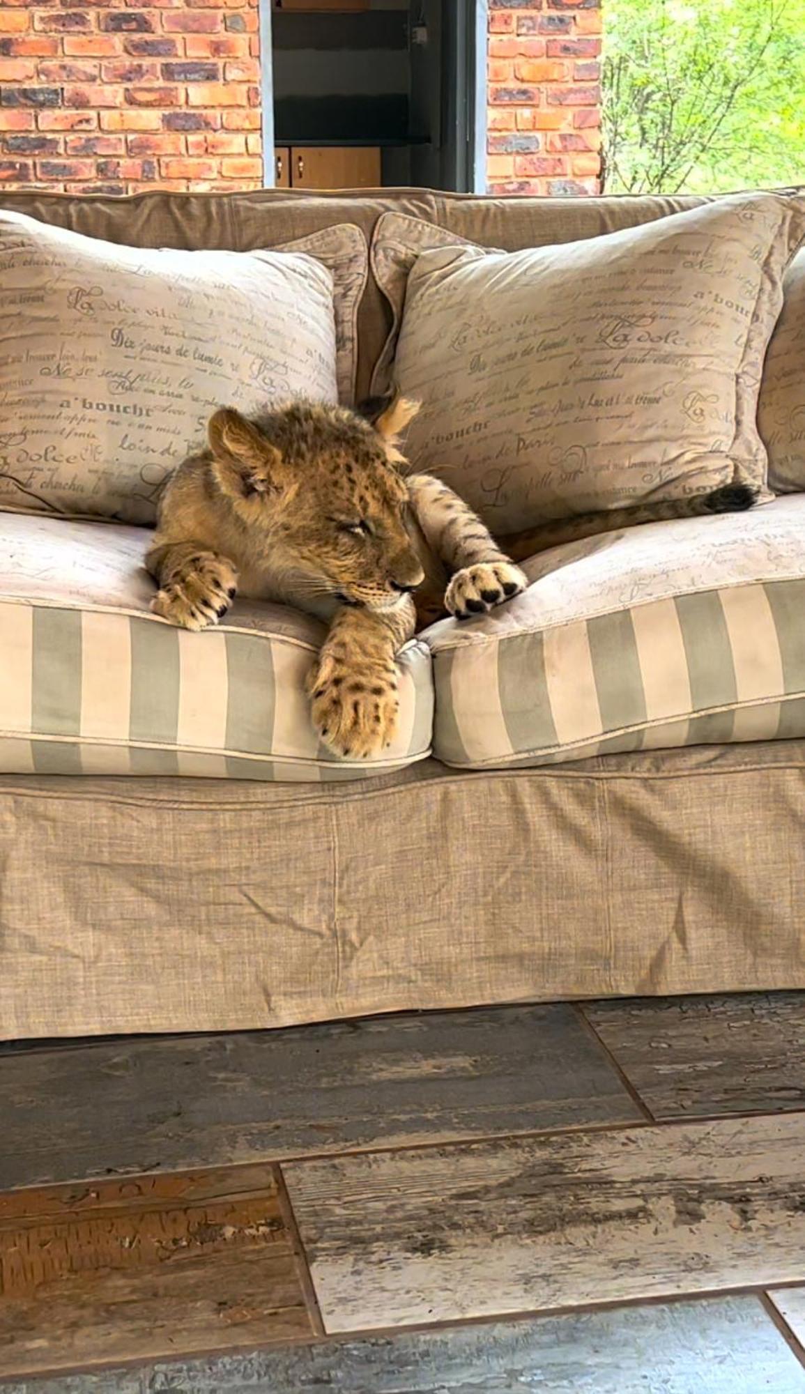 Simba Safaris African Pride Exotic Lodge Lephalale Екстер'єр фото
