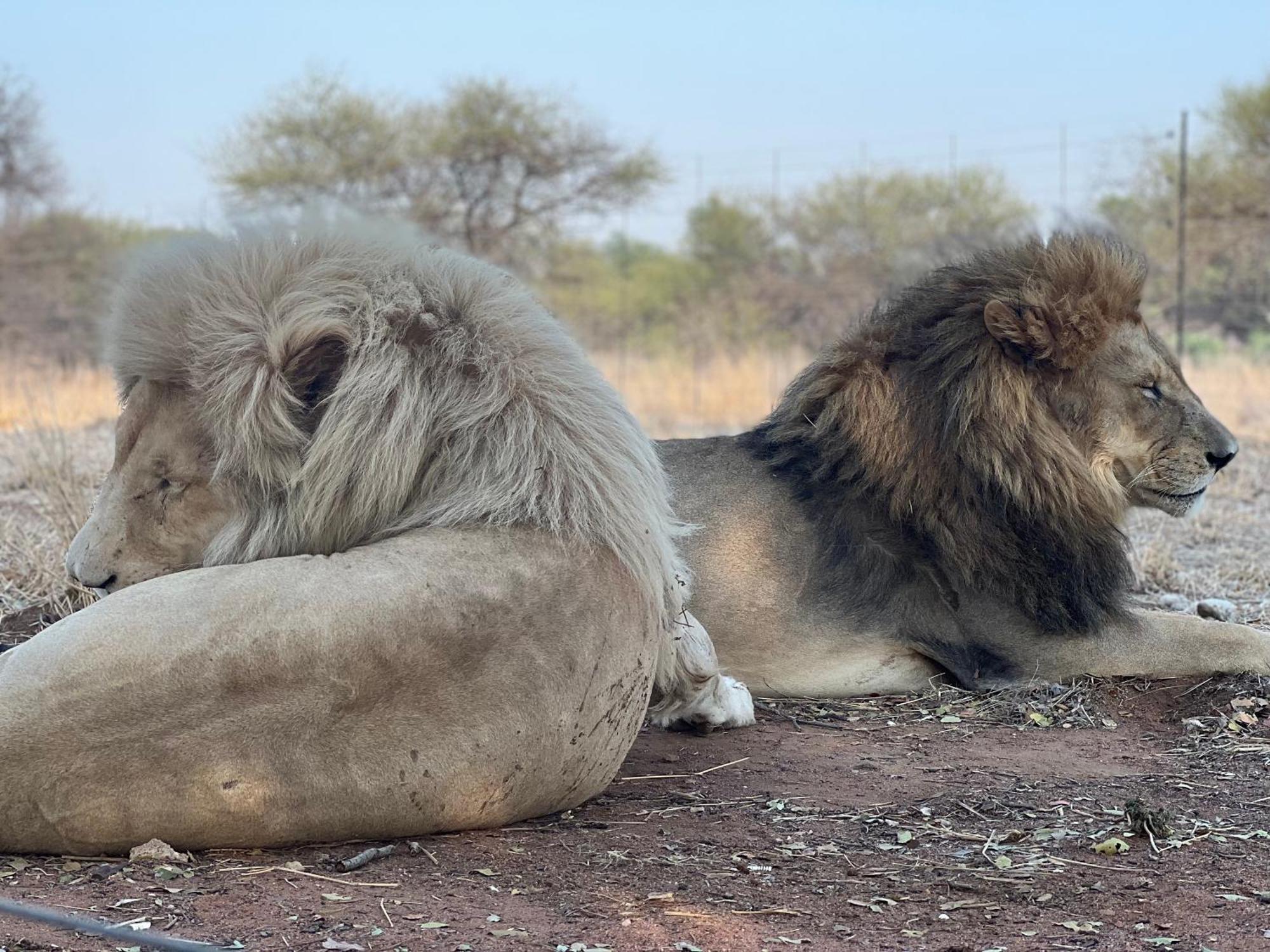 Simba Safaris African Pride Exotic Lodge Lephalale Екстер'єр фото