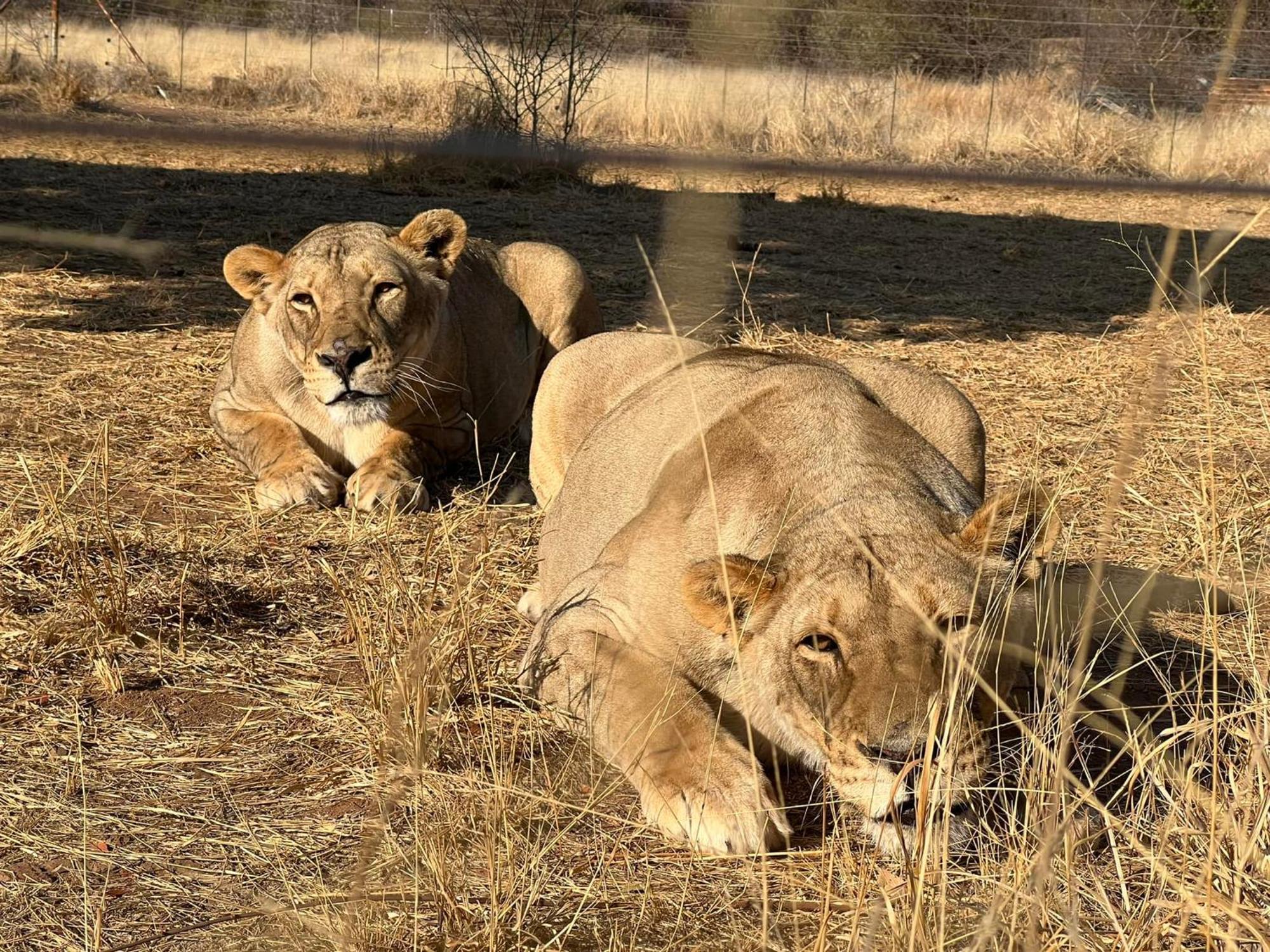 Simba Safaris African Pride Exotic Lodge Lephalale Екстер'єр фото